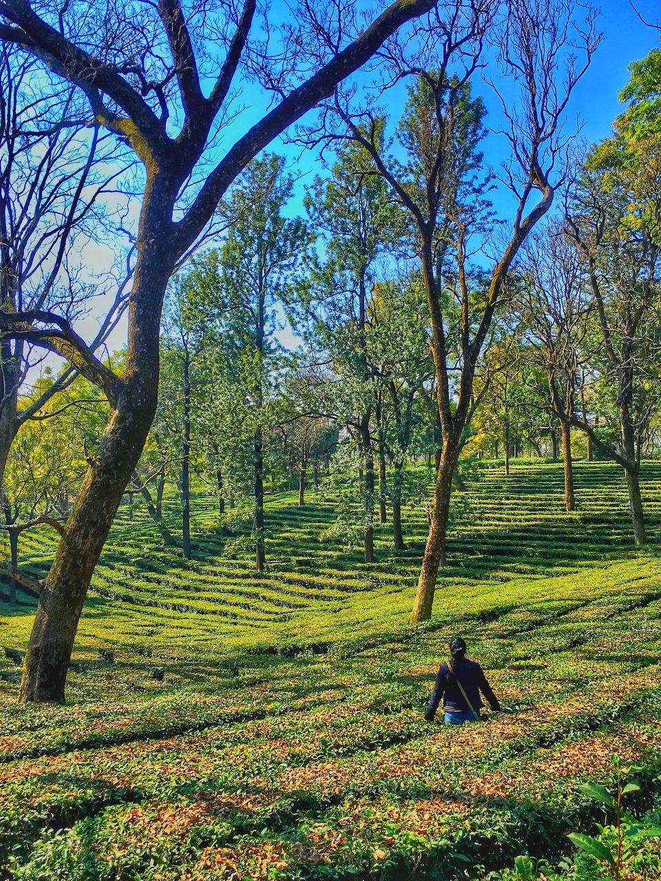 Photo of Jyoti Niwas Homestay : A Hidden Treasure In Palampur, Himachal Pradesh 12/14 by Yogesh Mankani