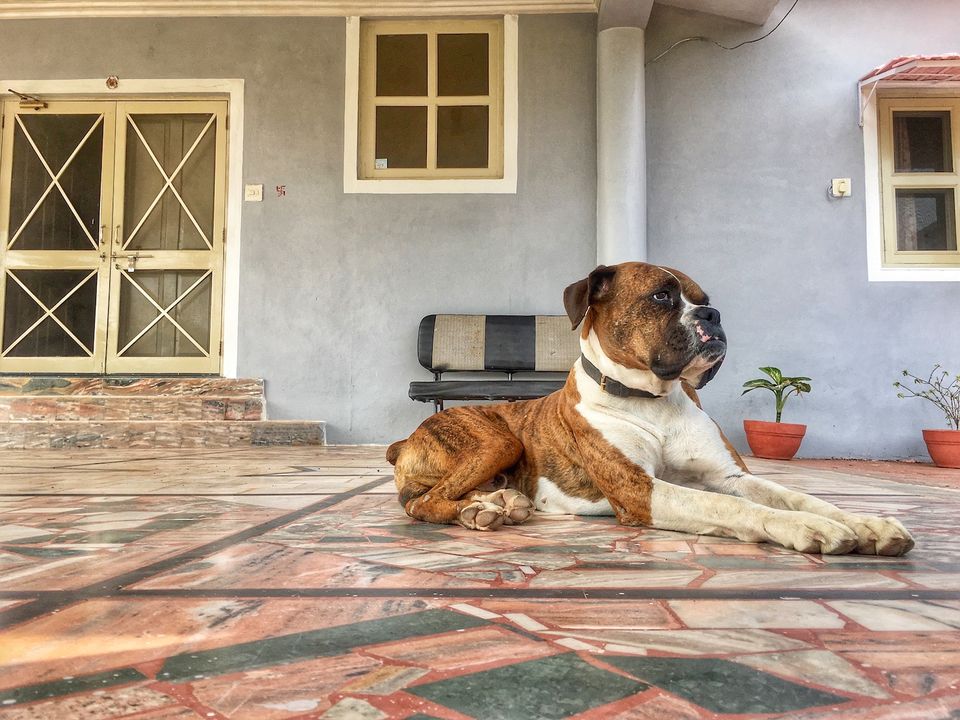 Photo of Experience The Countryside Life At AmourCasa Homestay in Bundi | CoupleOnBike 24/26 by Yogesh Mankani