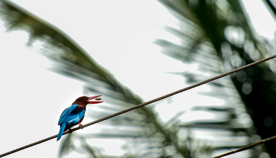 Photo of Goa - Peace capital! #photojourney by Siddharth Bangera
