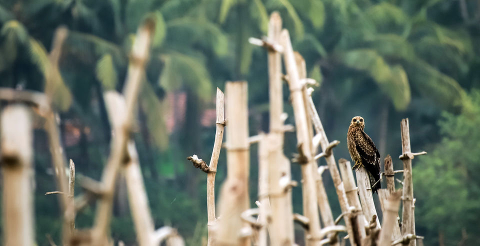 Photo of Goa - Peace capital! #photojourney by Siddharth Bangera