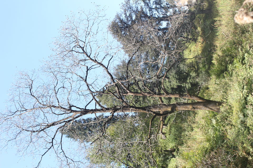Photo of Grahan Camp - Sar Pass (YHAI), Sosan, Himachal Pradesh, India by Tani Siga