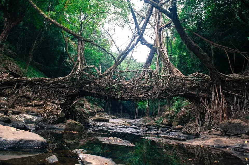 Photo of Root Bridges, Senapati Bapat Marg, Babasaheb Ambedkar Nagar, Mumbai, Maharashtra, India by Aditya Samadhiya