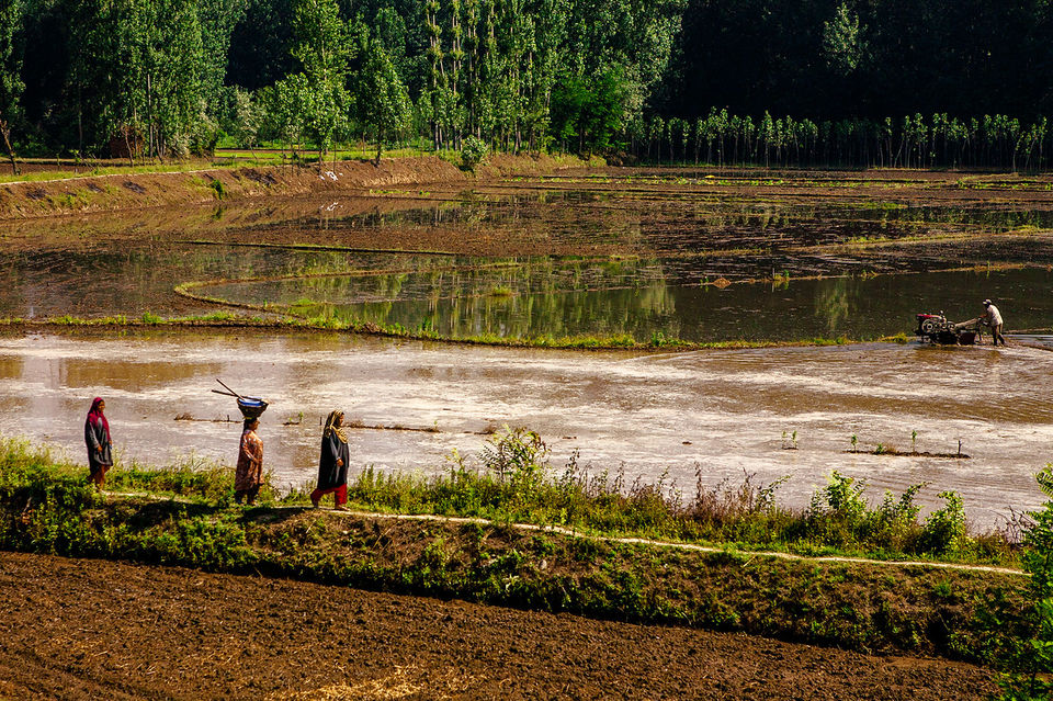 Photo of My 15 Days Solo Journey to Jammu & Kashmir 14/19 by Aditya Samadhiya