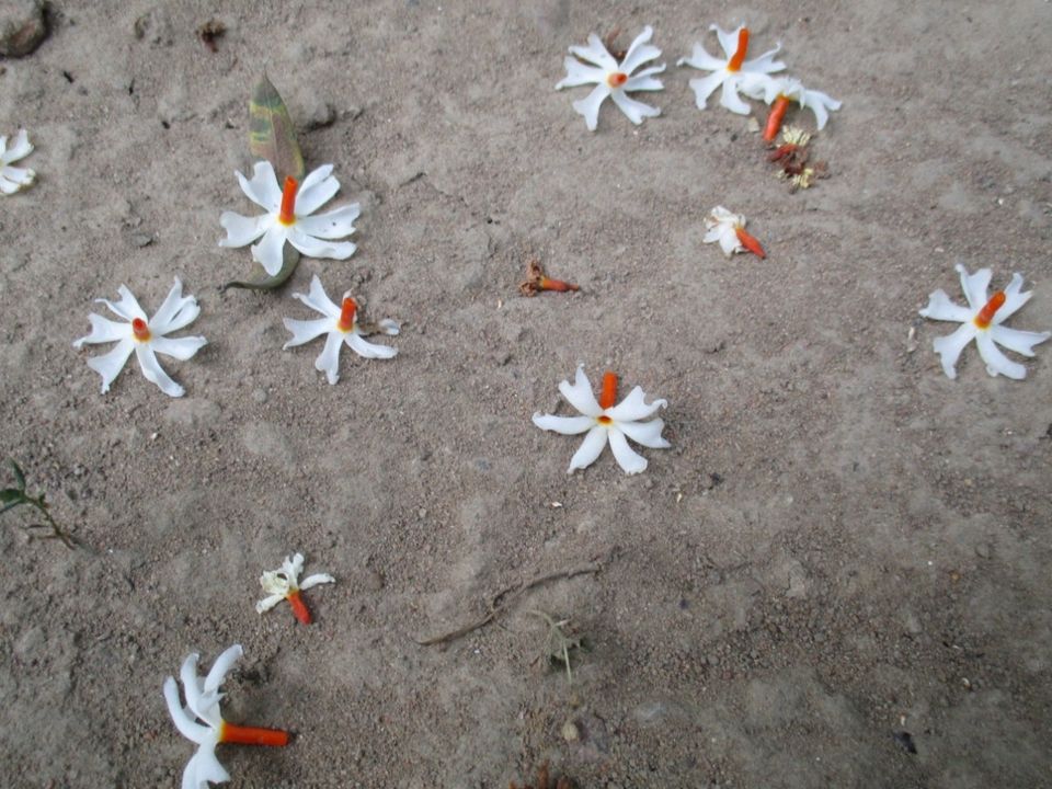 Photo of Bolo Durga Ma e ki....Joy...#Glimpses of Durga Puja#West Bengal by The Rooted Nomads (Ria Chaudhury)