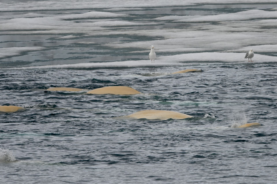Photo of Svalbard by Krutika Jain
