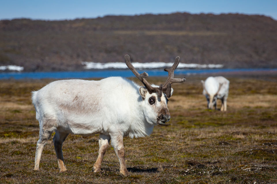 Photo of Bellsund, Svalbard and Jan Mayen by Krutika Jain