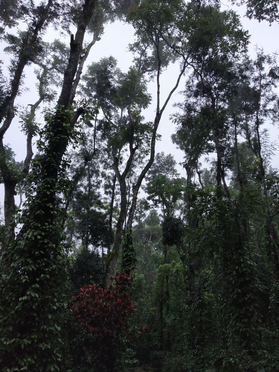 Photo of Aldur, Karnataka, India by Rajath Raj