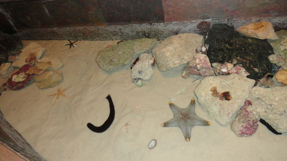 Photo of The Lost Chambers Aquarium - Dubai - United Arab Emirates by Inside Out with Rahul Yuvi