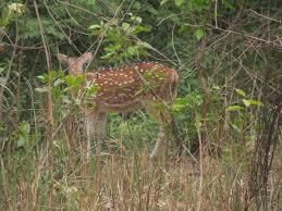 Photo of Jim Corbett Safari - Straight from the heart ! by Inside Out with Rahul Yuvi