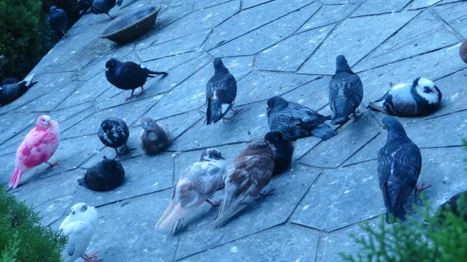 Photo of Vindhyavasini Temple, Pokhara-Baglung Highway, Pokhara, Nepal by Inside Out with Rahul Yuvi