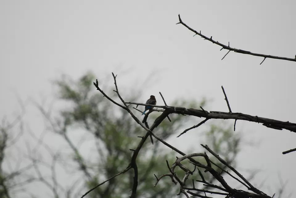 Photo of Keoladeo National Park, Bharatpur, Rajasthan, India by Inside Out with Rahul Yuvi