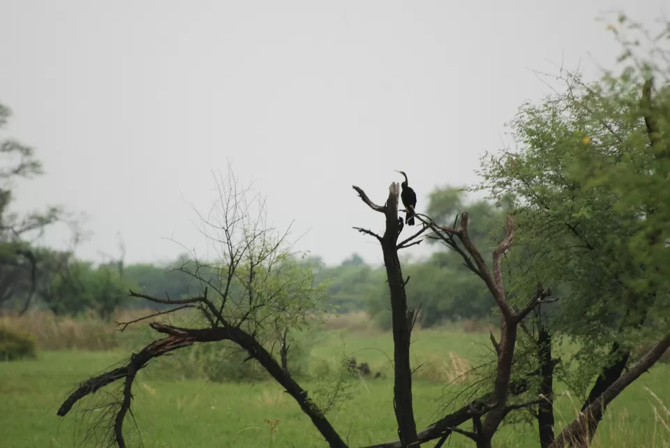 Photo of Keoladeo National Park, Bharatpur, Rajasthan, India by Inside Out with Rahul Yuvi