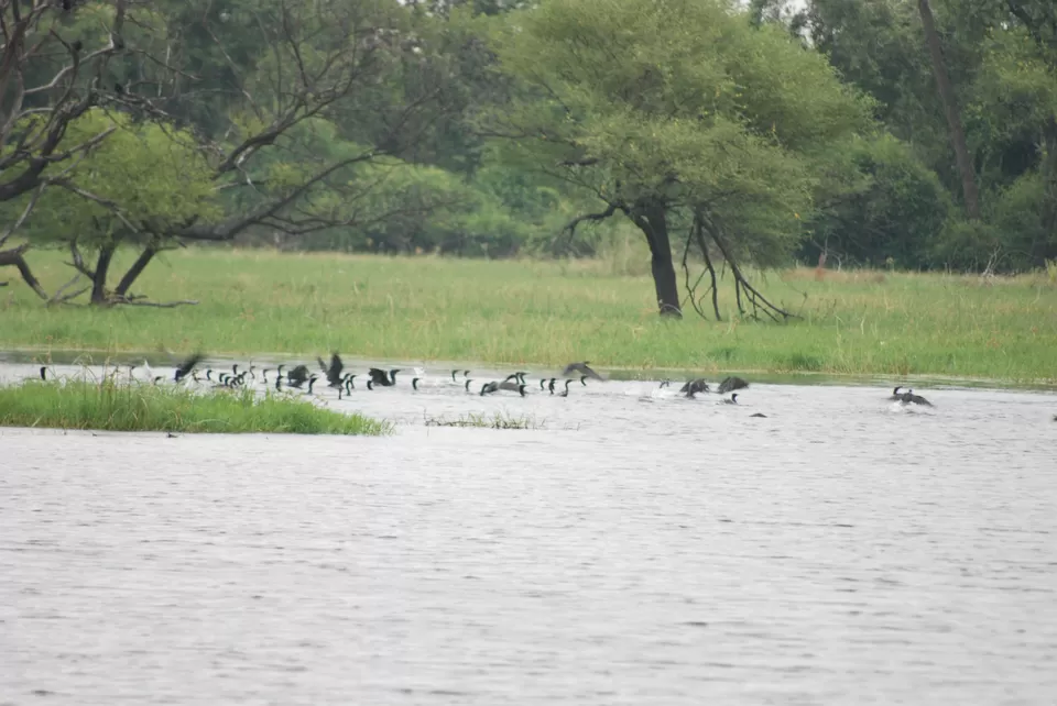 Photo of Keoladeo National Park, Bharatpur, Rajasthan, India by Inside Out with Rahul Yuvi