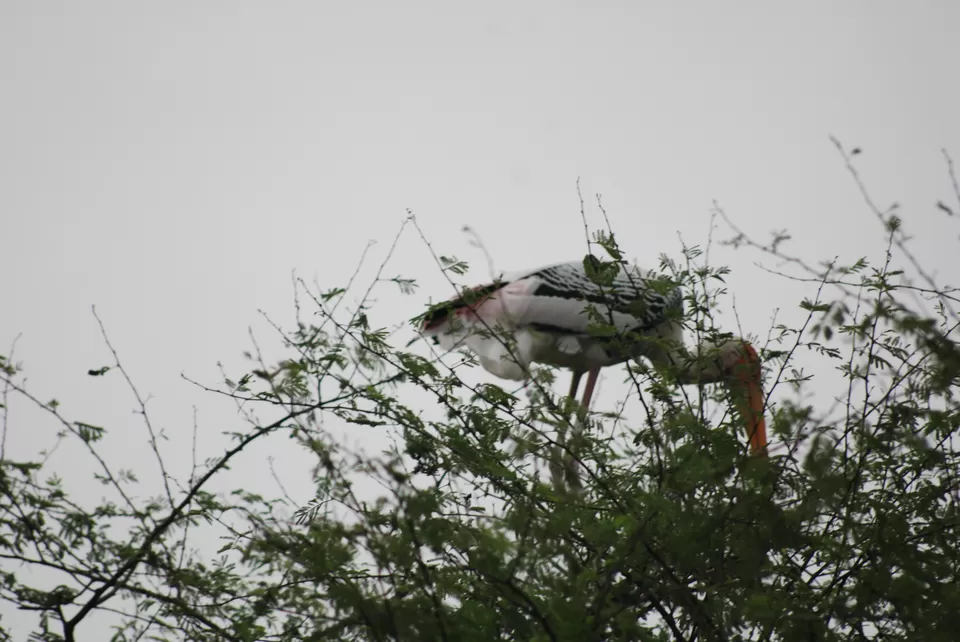 Photo of Keoladeo National Park, Bharatpur, Rajasthan, India by Inside Out with Rahul Yuvi