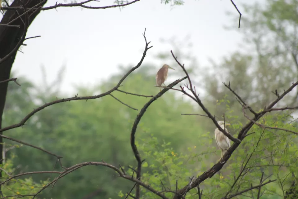 Photo of Keoladeo National Park, Bharatpur, Rajasthan, India by Inside Out with Rahul Yuvi