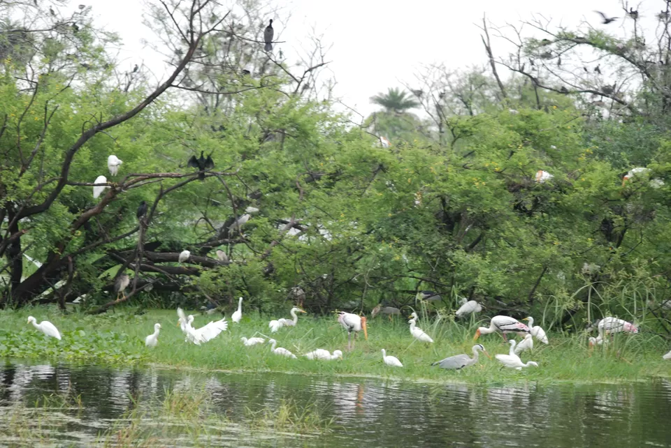 Photo of Keoladeo National Park, Bharatpur, Rajasthan, India by Inside Out with Rahul Yuvi