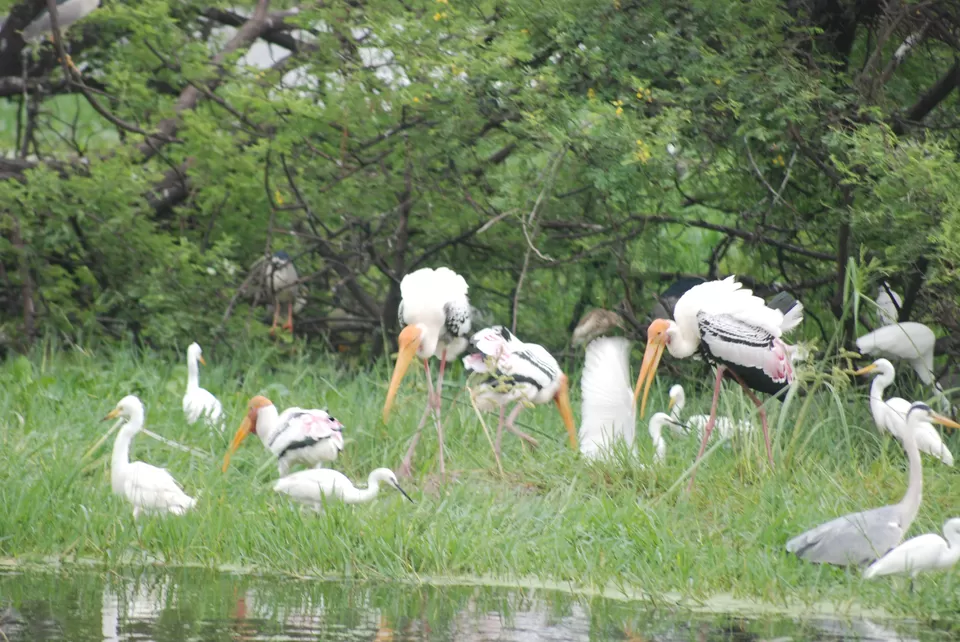 Photo of Keoladeo National Park, Bharatpur, Rajasthan, India by Inside Out with Rahul Yuvi