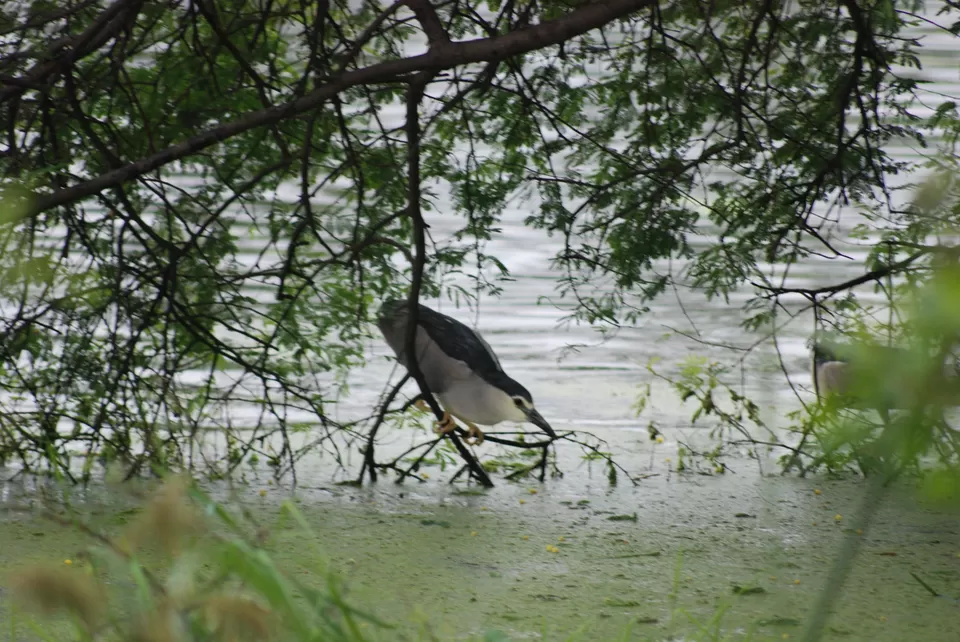 Photo of Keoladeo National Park, Bharatpur, Rajasthan, India by Inside Out with Rahul Yuvi