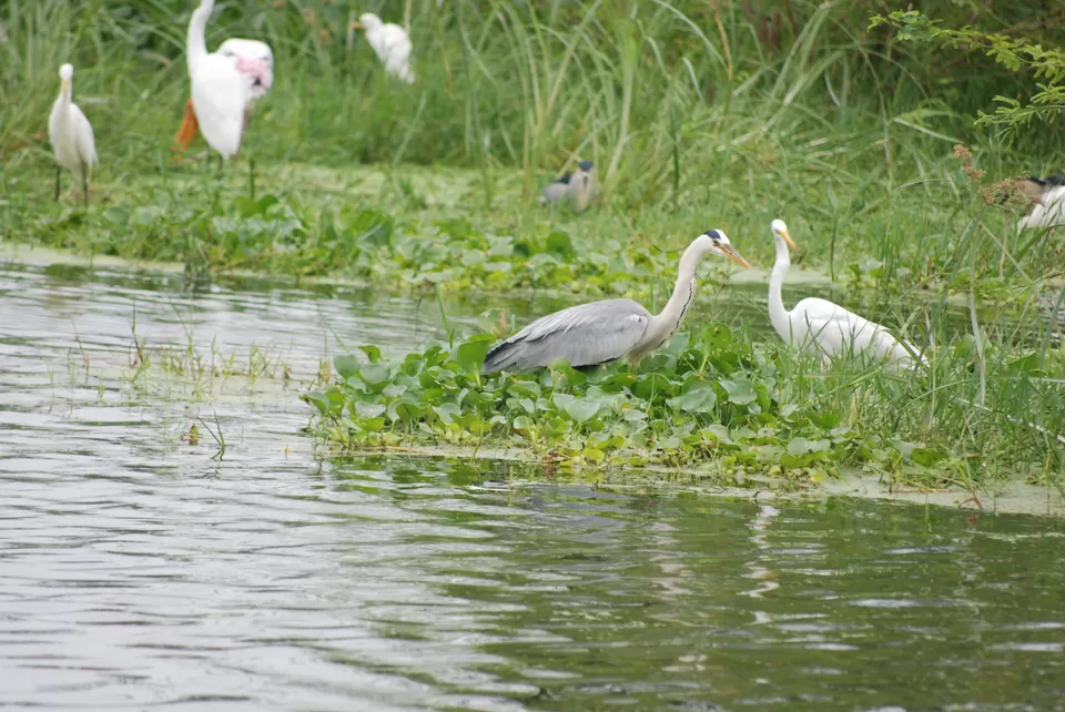 Photo of Keoladeo National Park, Bharatpur, Rajasthan, India by Inside Out with Rahul Yuvi