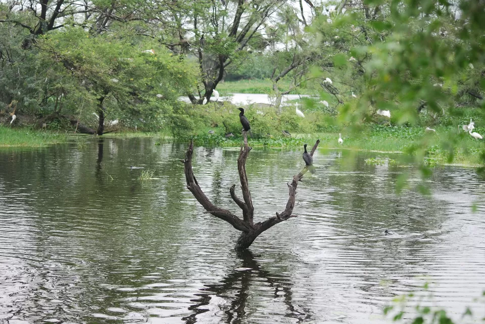 Photo of Keoladeo National Park, Bharatpur, Rajasthan, India by Inside Out with Rahul Yuvi