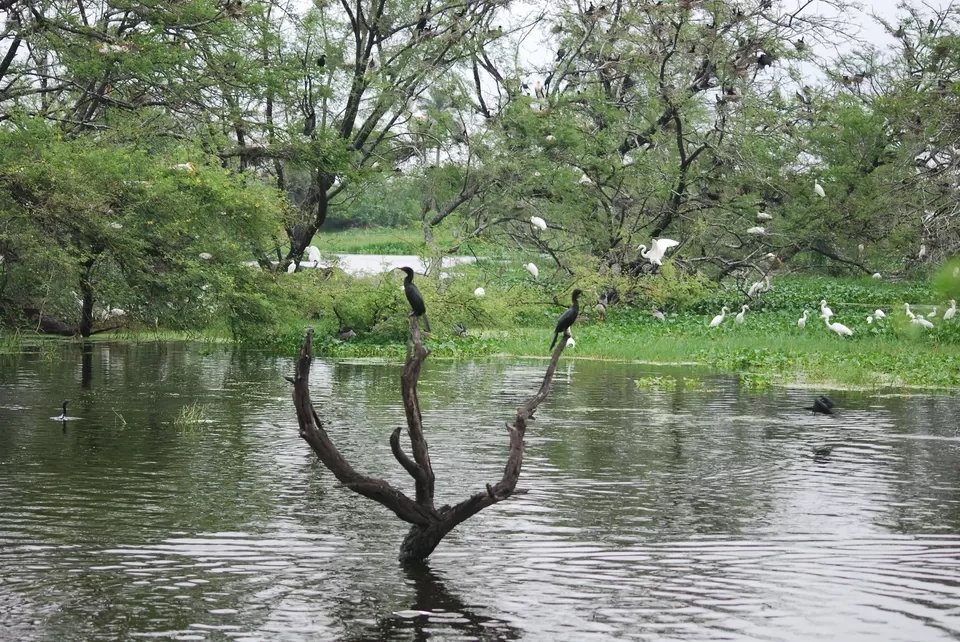 Photo of Keoladeo National Park, Bharatpur, Rajasthan, India by Inside Out with Rahul Yuvi