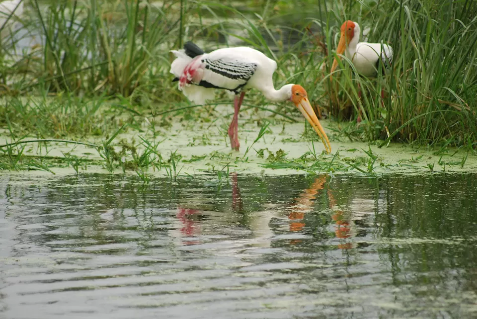 Photo of Keoladeo National Park, Bharatpur, Rajasthan, India by Inside Out with Rahul Yuvi