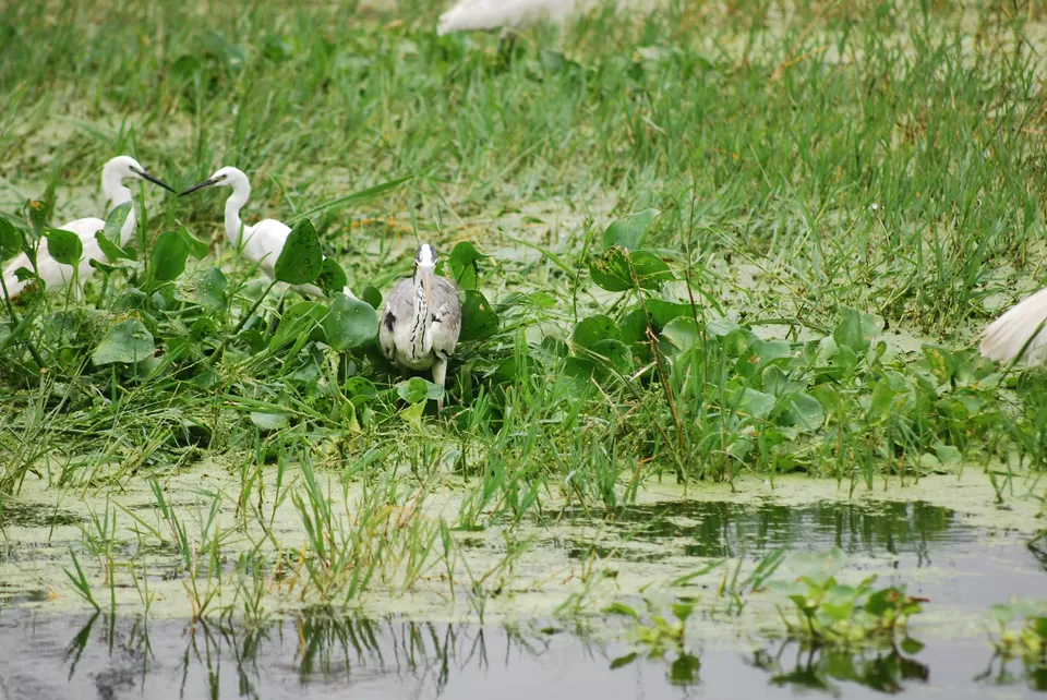 Photo of Keoladeo National Park, Bharatpur, Rajasthan, India by Inside Out with Rahul Yuvi