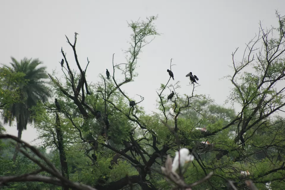 Photo of Keoladeo National Park, Bharatpur, Rajasthan, India by Inside Out with Rahul Yuvi