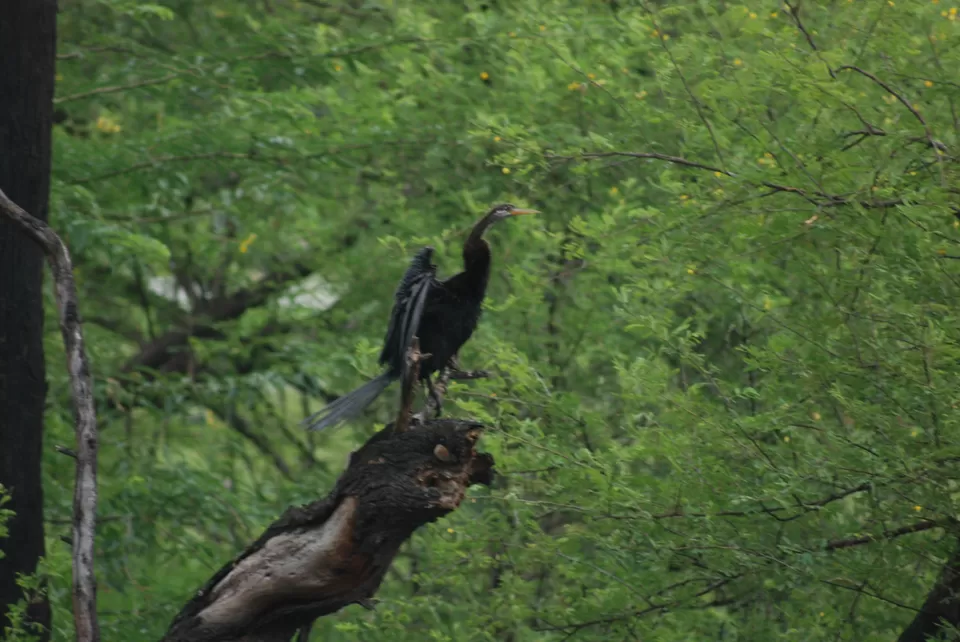 Photo of Keoladeo National Park, Bharatpur, Rajasthan, India by Inside Out with Rahul Yuvi
