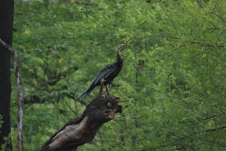 Photo of Keoladeo National Park, Bharatpur, Rajasthan, India by Inside Out with Rahul Yuvi