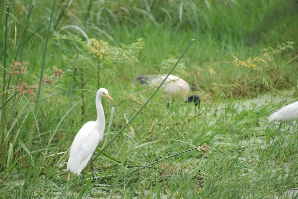 Photo of Keoladeo National Park, Bharatpur, Rajasthan, India by Inside Out with Rahul Yuvi