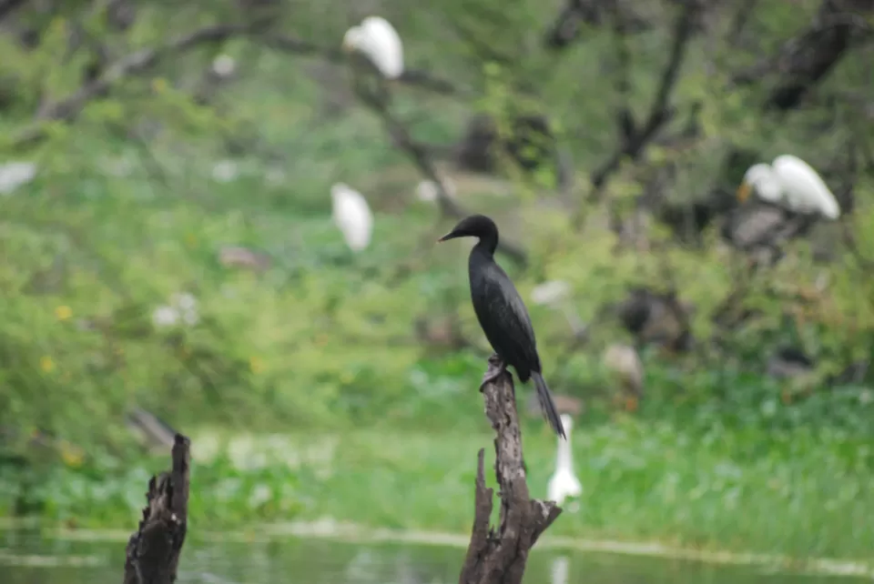 Photo of Keoladeo National Park, Bharatpur, Rajasthan, India by Inside Out with Rahul Yuvi