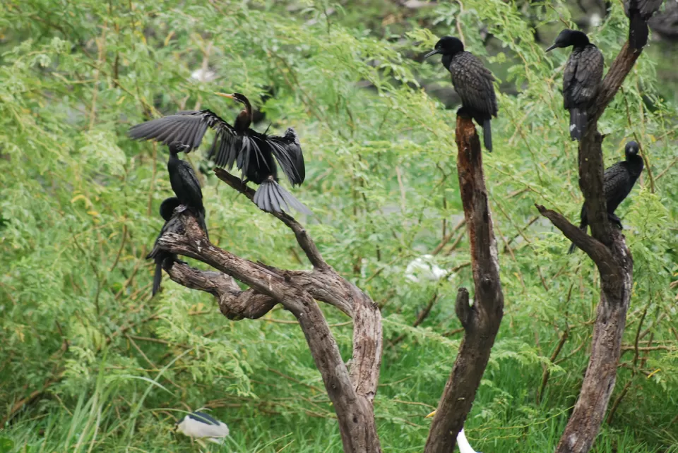 Photo of Keoladeo National Park, Bharatpur, Rajasthan, India by Inside Out with Rahul Yuvi