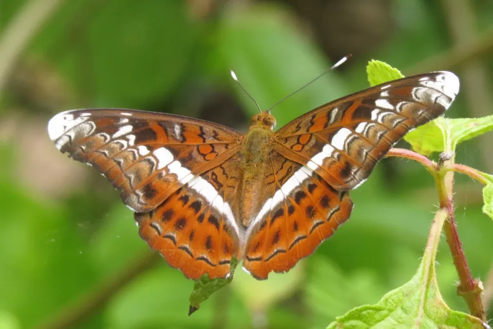 Photo of Banteay Srey Butterfly Centre (BBC), Banteay Srei, Cambodia by Inside Out with Rahul Yuvi
