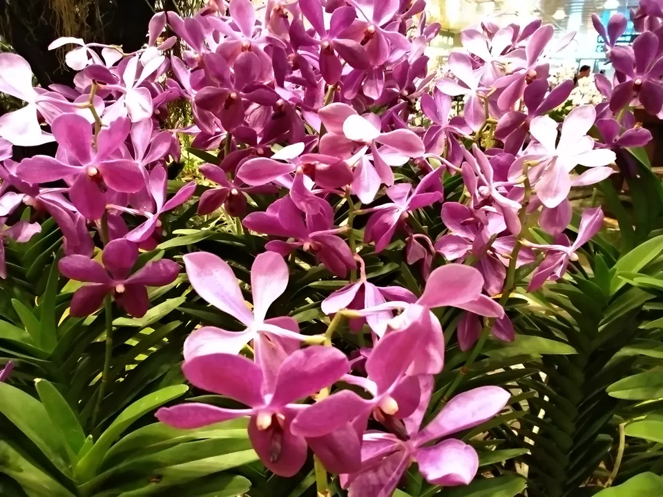Photo of Cluny Road, National Orchid Garden, Singapore by Inside Out with Rahul Yuvi