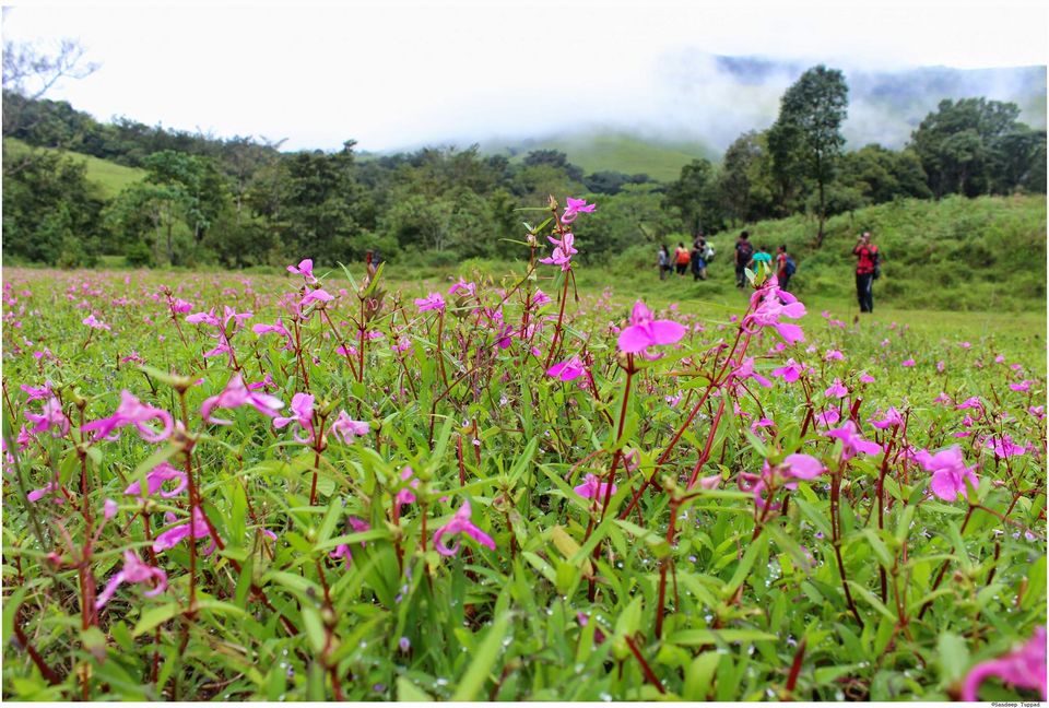 Photo of Trek to the Horse's face - Kudremukh 27/36 by Akhil Bhat