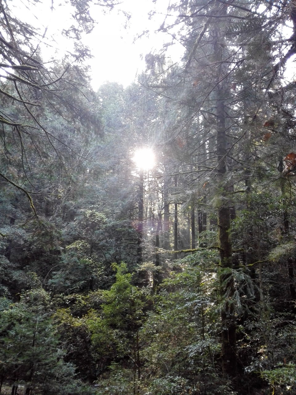 Photo of Into the woods: Camping in Mukteshwar 3/12 by anamitra ghosh