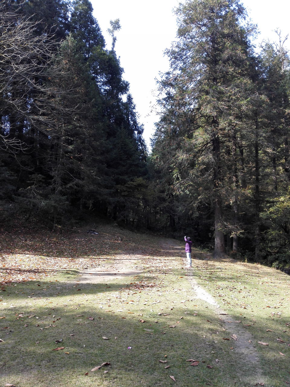 Photo of Into the woods: Camping in Mukteshwar 6/12 by anamitra ghosh