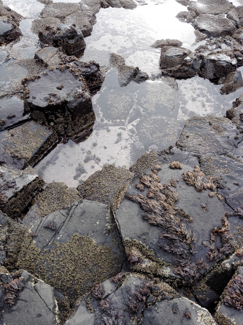Photo of Giant's Causeway and Titanic Belfast: Day trip from Dublin 14/16 by anamitra ghosh