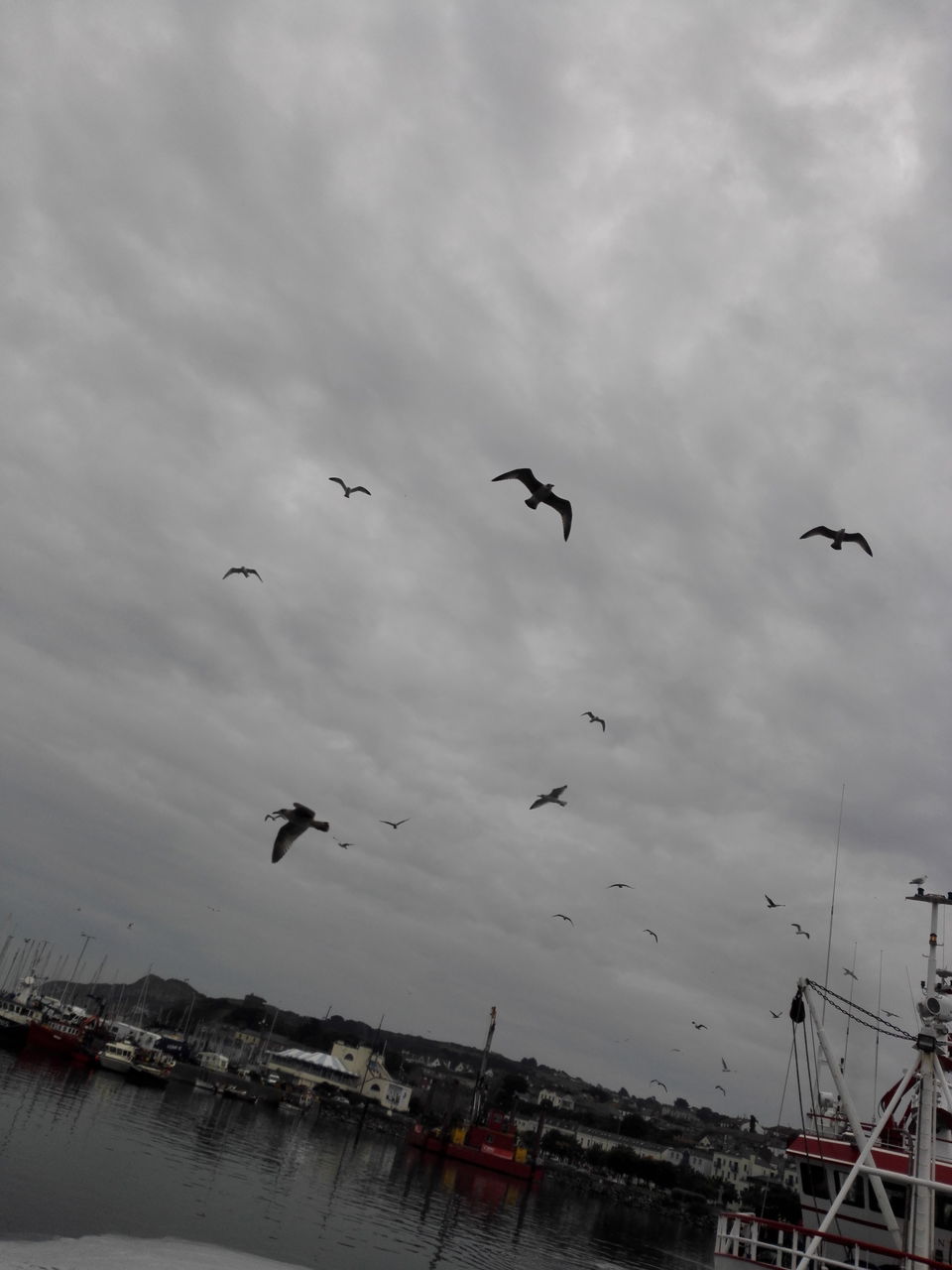 Photo of Feeding the Sea Lions at Howth by anamitra ghosh