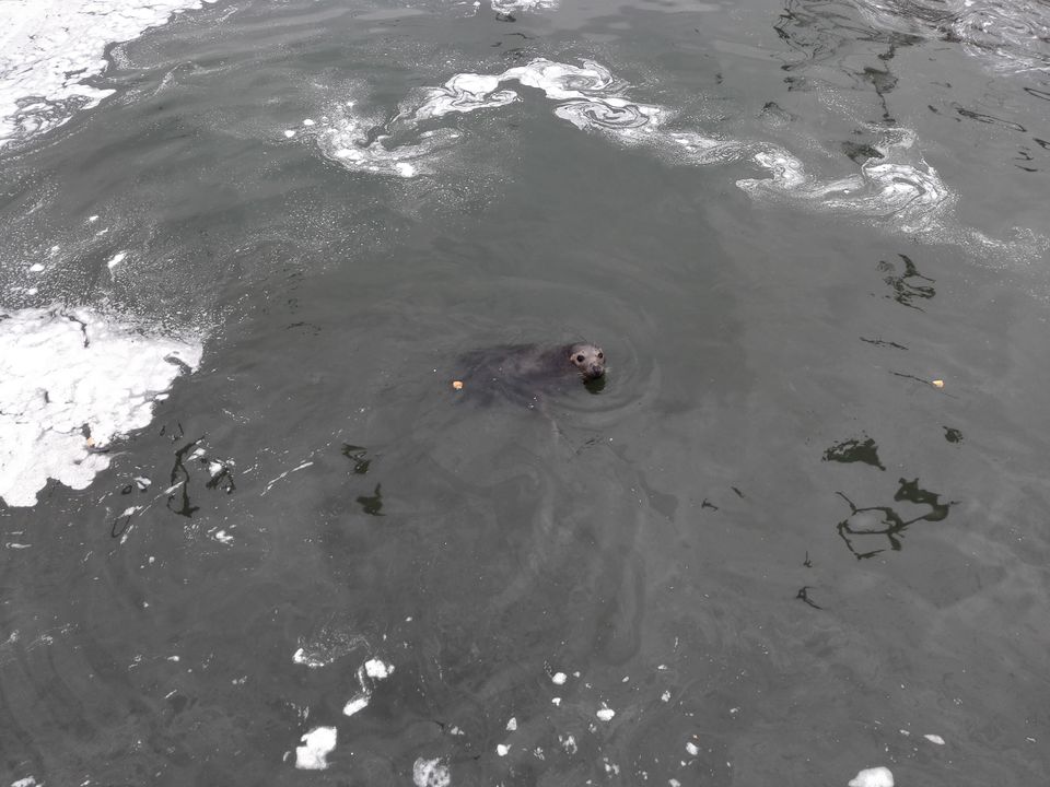Photo of Feeding the Sea Lions at Howth by anamitra ghosh