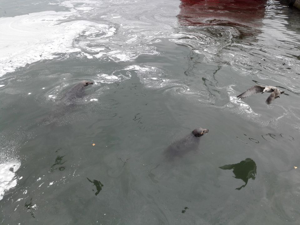 Photo of Feeding the Sea Lions at Howth by anamitra ghosh