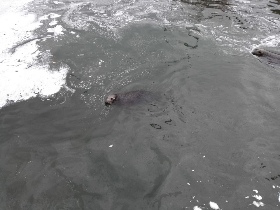 Photo of Feeding the Sea Lions at Howth by anamitra ghosh