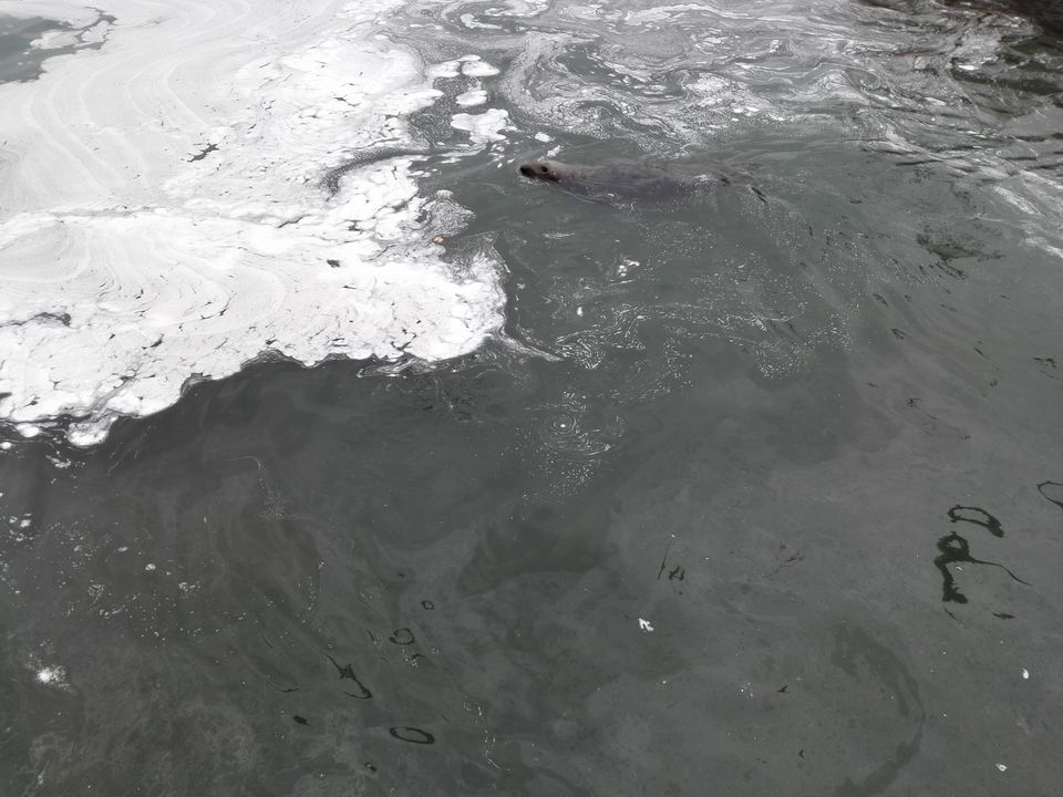 Photo of Feeding the Sea Lions at Howth by anamitra ghosh