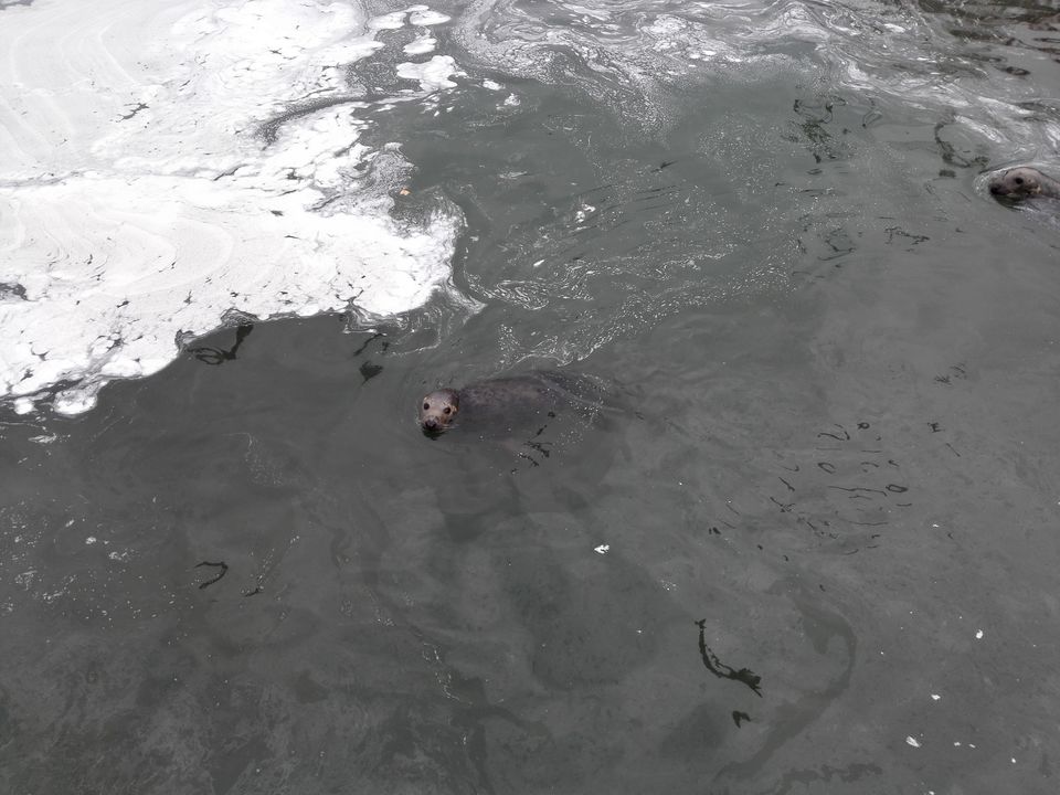 Photo of Feeding the Sea Lions at Howth by anamitra ghosh