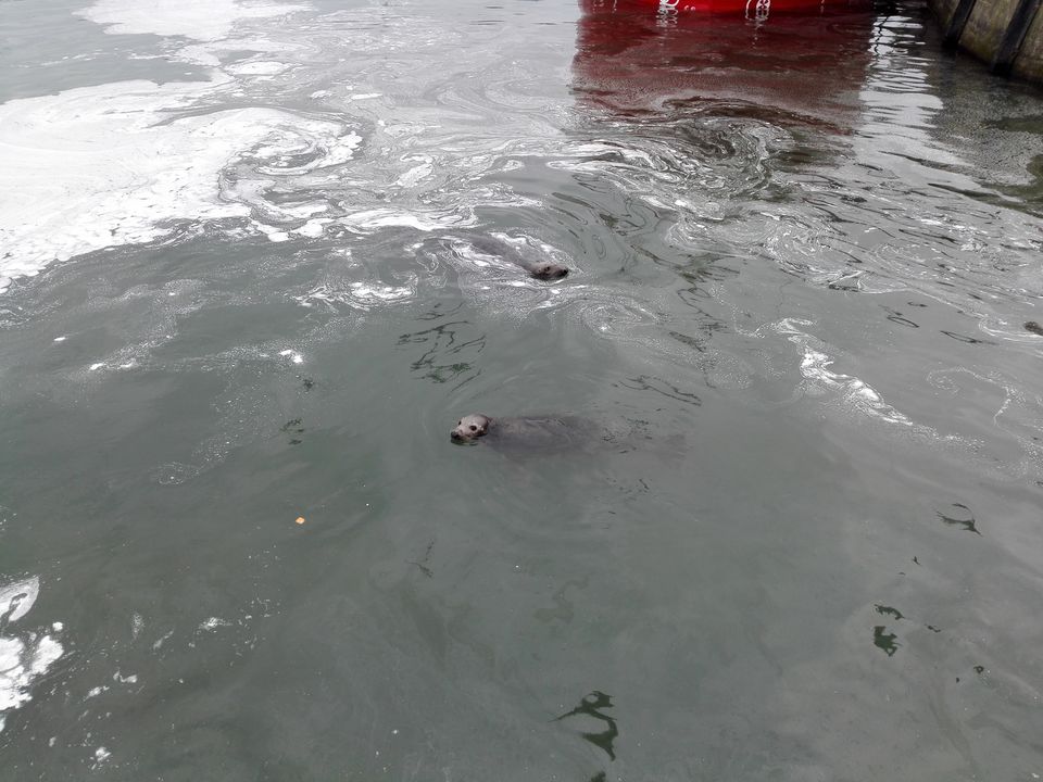 Photo of Feeding the Sea Lions at Howth by anamitra ghosh