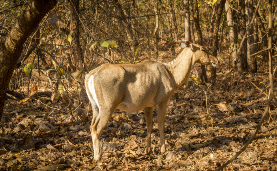 Photo of The Wanderlust: Ahmedabad, Gir & Diu, Part: 2 2/15 by Ashish