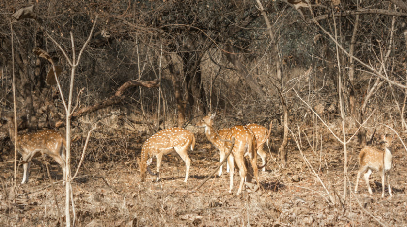 Photo of The Wanderlust: Ahmedabad, Gir & Diu, Part: 2 3/15 by Ashish