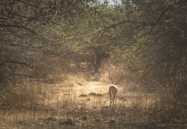 Photo of The Wanderlust: Ahmedabad, Gir & Diu, Part: 2 4/15 by Ashish