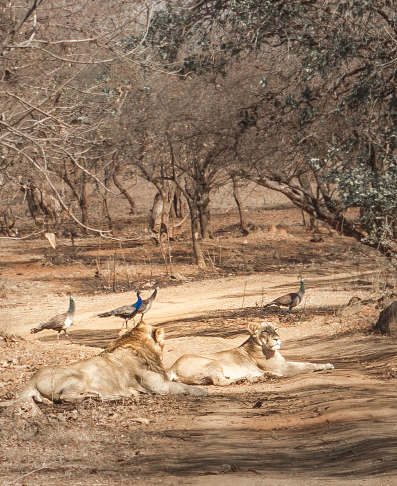 Photo of The Wanderlust: Ahmedabad, Gir & Diu, Part: 2 12/15 by Ashish
